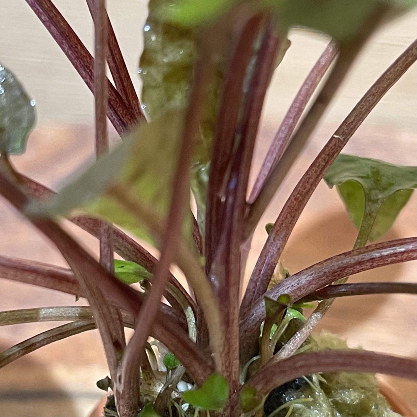 Pisces Enterprises 3cm Terracotta Pot Cryptocoryne Wendtii Tropica 3cm Terracotta Pot