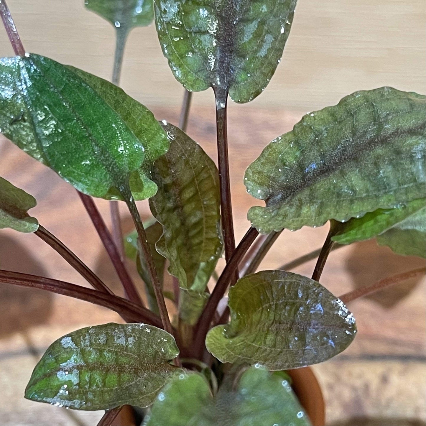 Pisces Enterprises 3cm Terracotta Pot Cryptocoryne Wendtii Tropica 3cm Terracotta Pot