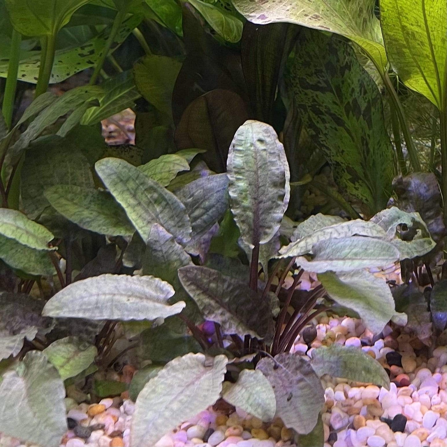 Pisces Enterprises 3cm Terracotta Pot Cryptocoryne Wendtii Tropica 3cm Terracotta Pot