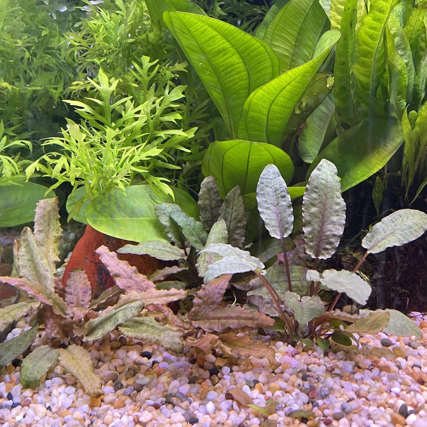 Pisces Enterprises 3cm Terracotta Pot Cryptocoryne Wendtii Tropica 3cm Terracotta Pot