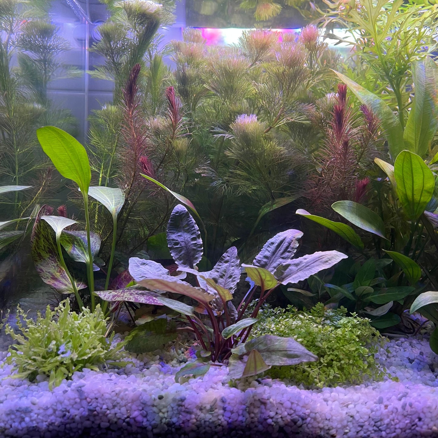 Pisces Enterprises 3cm Terracotta Pot Cryptocoryne Wendtii Tropica 3cm Terracotta Pot