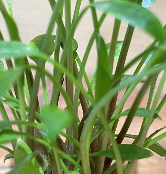 Pisces Enterprises 3cm Terracotta Pot Cryptocoryne Willisii 3cm Terracotta Pot