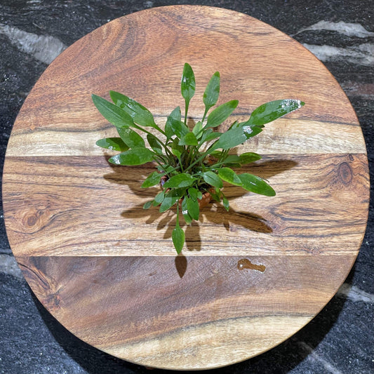 Pisces Enterprises 3cm Terracotta Pot Cryptocoryne Willisii 3cm Terracotta Pot