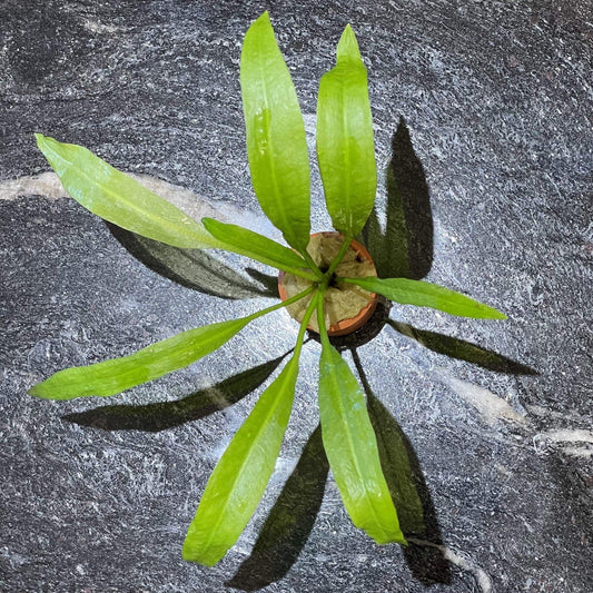 Pisces Enterprises 3cm Terracotta Pot Echinodorus Amazon - Amazon Sword 3cm Terracotta Pot