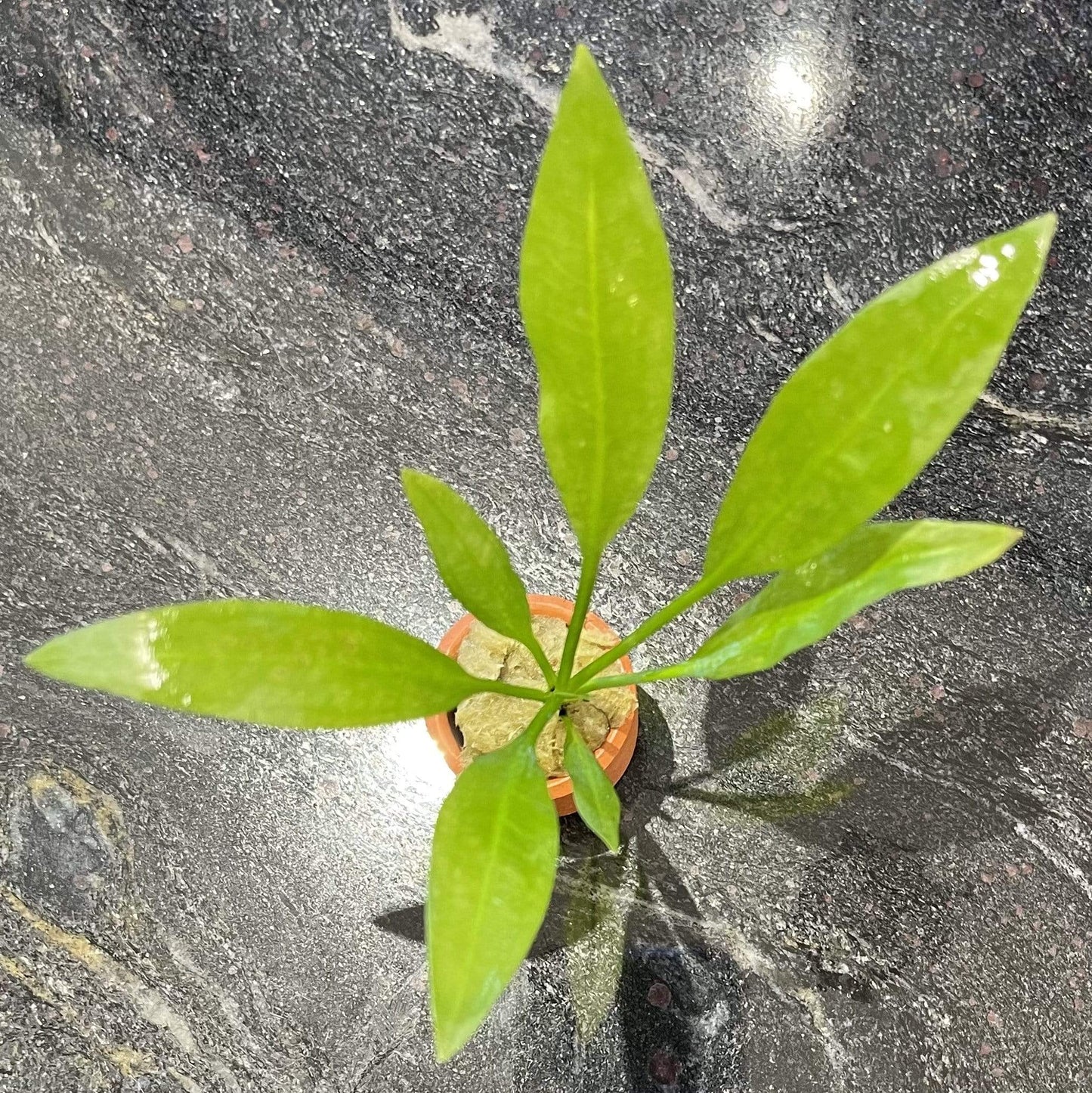 Pisces Enterprises 3cm Terracotta Pot Echinodorus Bleheri 3cm Terracotta Pot