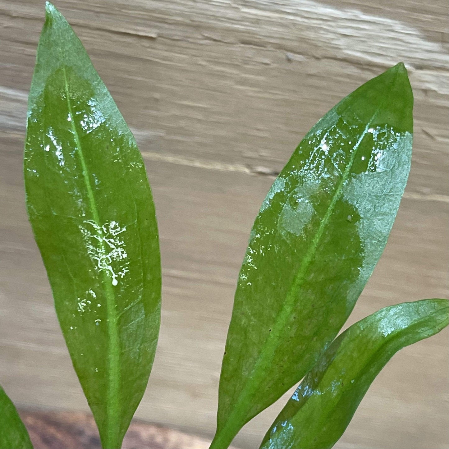 Pisces Enterprises 3cm Terracotta Pot Echinodorus Bleheri 3cm Terracotta Pot