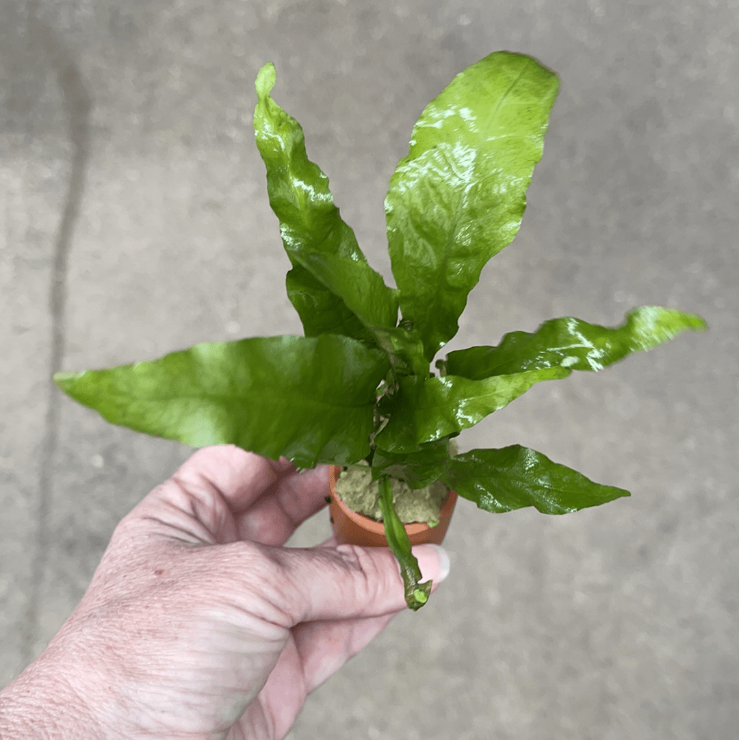 Pisces Enterprises 3cm Terracotta Pot 'Indo' Microsorum pteropus ('Indo' Java Fern) 3cm Terracotta Pot