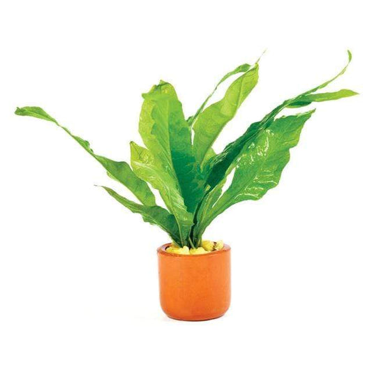 Pisces Enterprises 3cm Terracotta Pot 'Indo' Microsorum pteropus ('Indo' Java Fern) 3cm Terracotta Pot