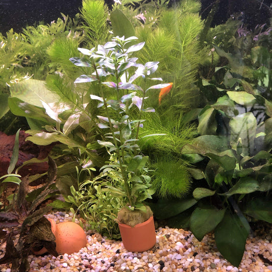 Pisces Enterprises 3cm Terracotta Pot Pisces Hygrophilia 3cm Terracotta Pot