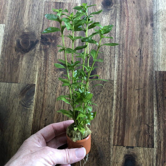 Pisces Enterprises 3cm Terracotta Pot Pisces Hygrophilia 3cm Terracotta Pot