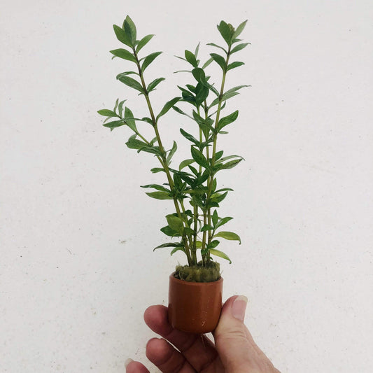 Pisces Enterprises 3cm Terracotta Pot Pisces Hygrophilia 3cm Terracotta Pot