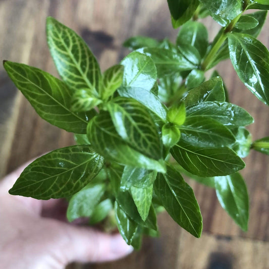 Pisces Enterprises 3cm Terracotta Pot Pisces Hygrophilia 3cm Terracotta Pot