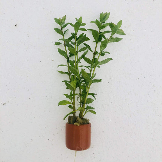 Pisces Enterprises 3cm Terracotta Pot Pisces Hygrophilia 3cm Terracotta Pot