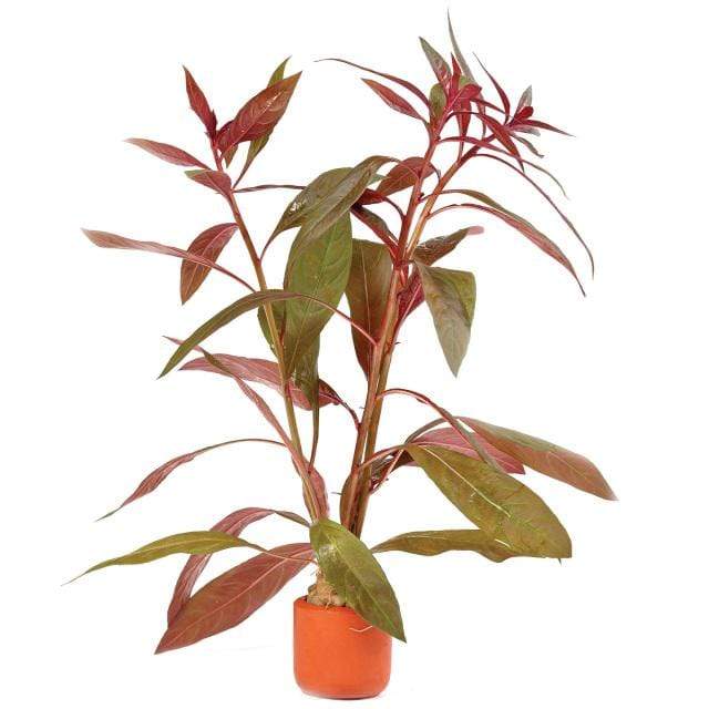 Pisces Enterprises 3cm Terracotta Pot Scarlet Ludwigia 3cm Terracotta Pot