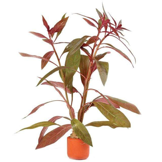 Pisces Enterprises 3cm Terracotta Pot Scarlet Ludwigia 3cm Terracotta Pot