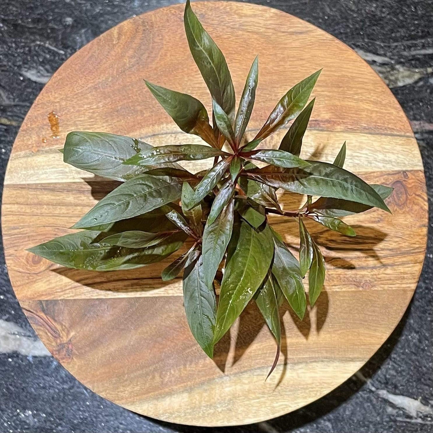 Pisces Enterprises 3cm Terracotta Pot Scarlet Ludwigia 3cm Terracotta Pot