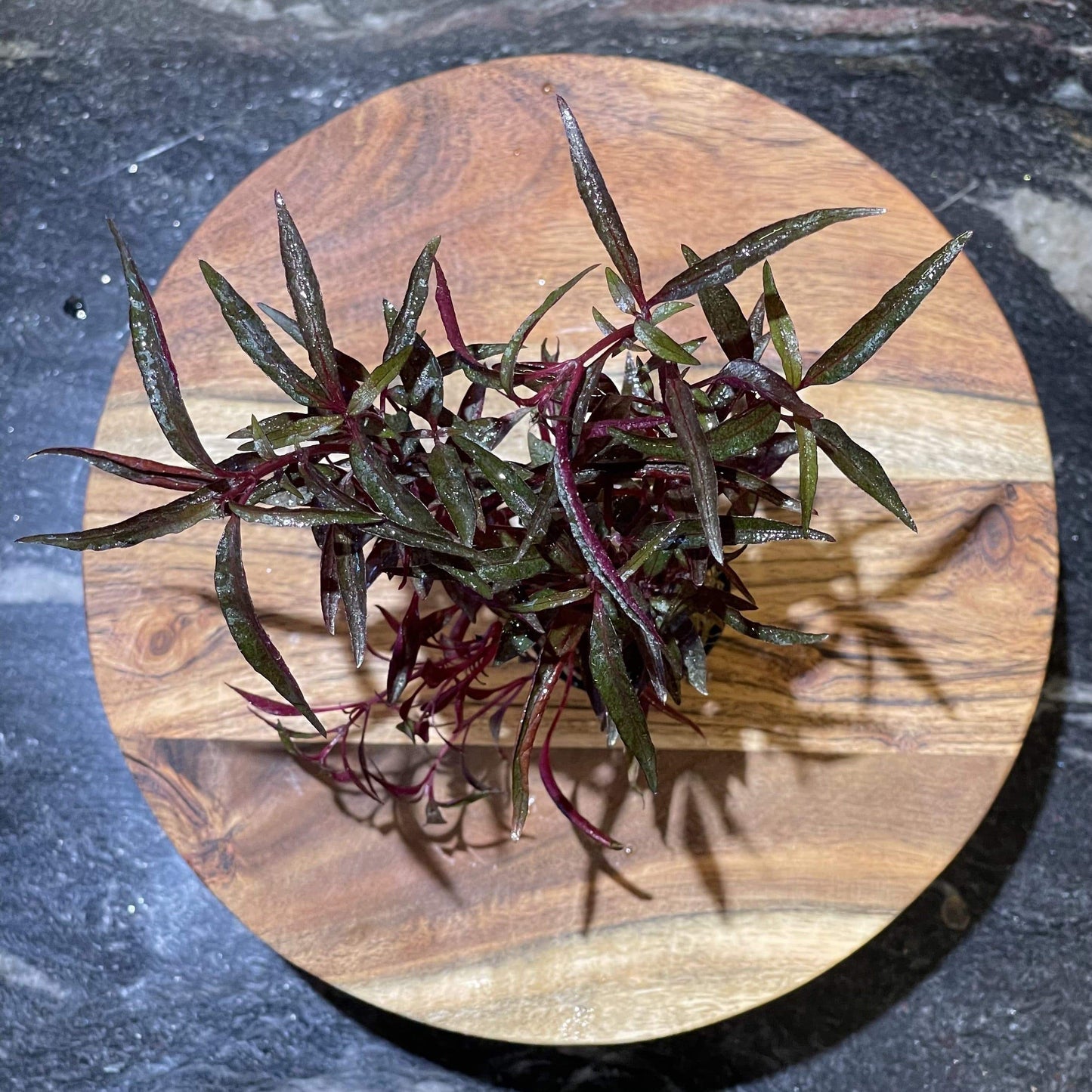 Pisces Enterprises 5cm Pot Alternanthra Ultra-Violet 5cm Pot