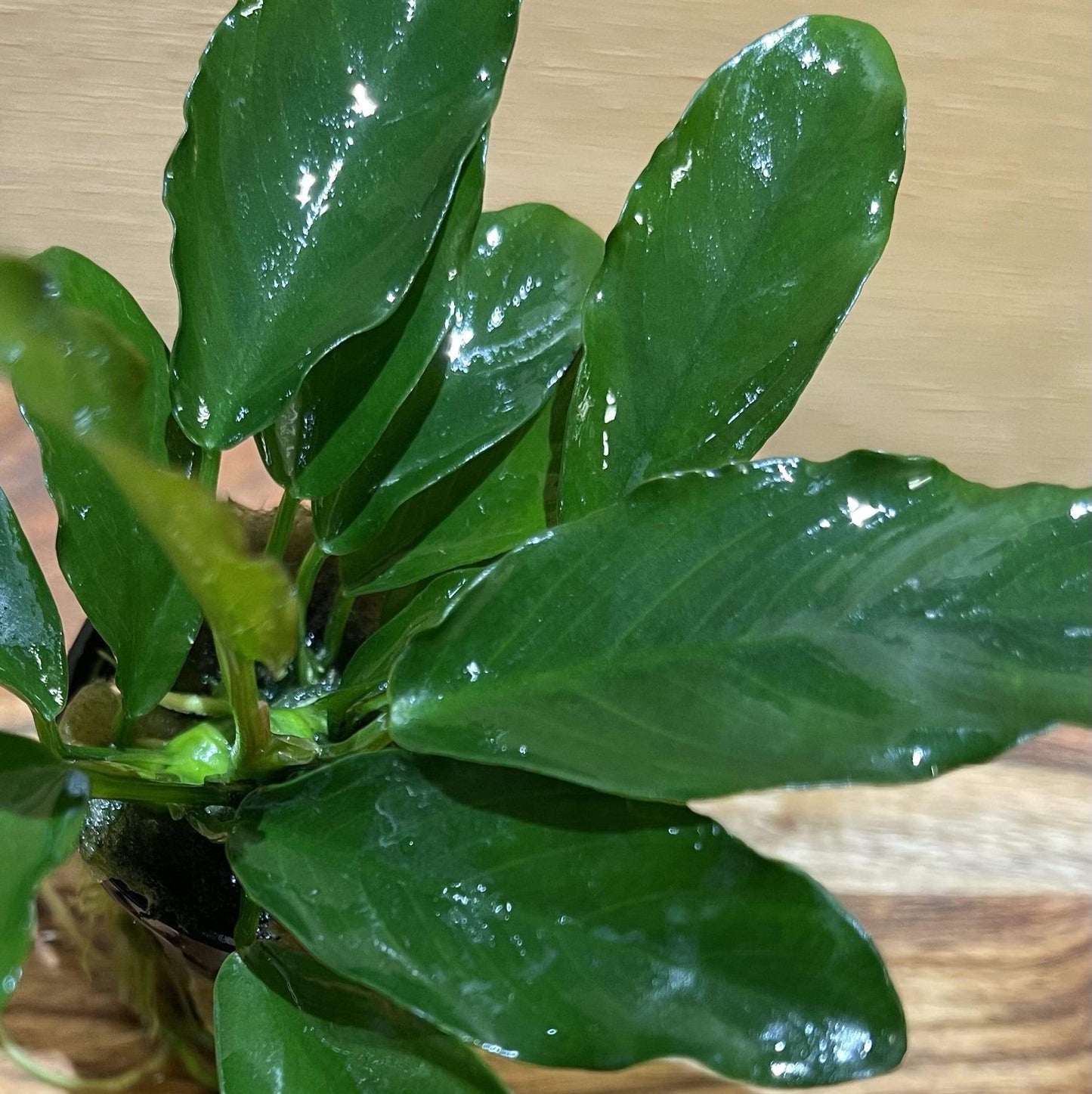 Pisces Enterprises 5cm Pot Anubias 'Angela' 5cm Pot Anubias Barteri 5cm Pot - Aquarium Plants Australia