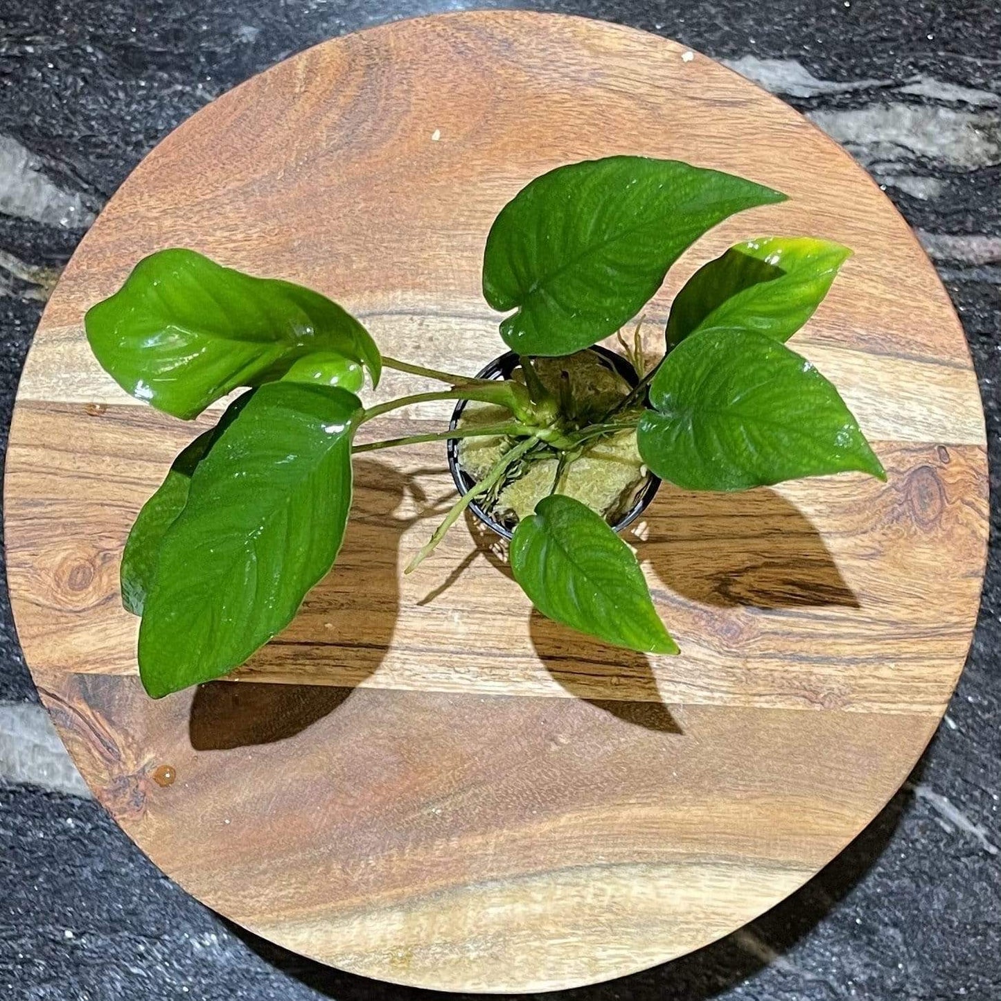 Pisces Enterprises 5cm Pot Anubias Curly Heart 5cm Pot Anubias Barteri 5cm Pot - Aquarium Plants Australia