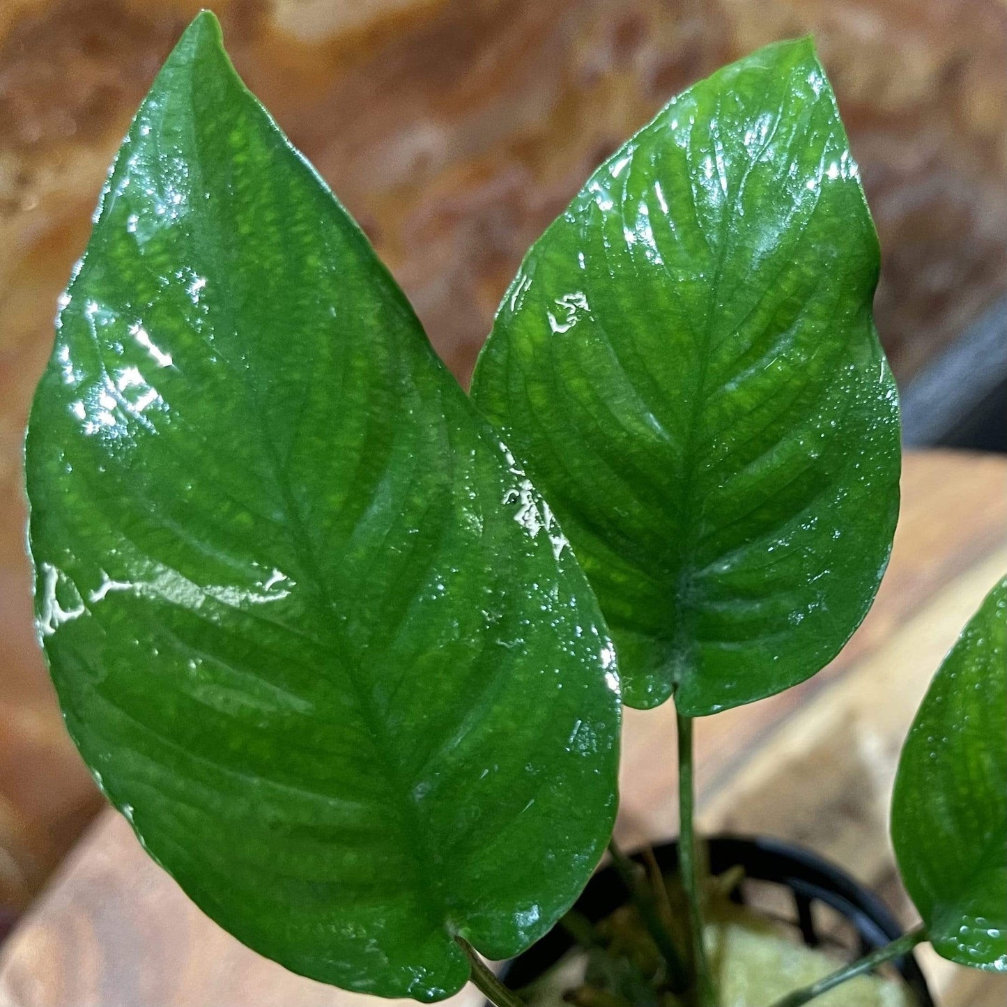 Pisces Enterprises 5cm Pot Anubias Curly Heart 5cm Pot Anubias Barteri 5cm Pot - Aquarium Plants Australia
