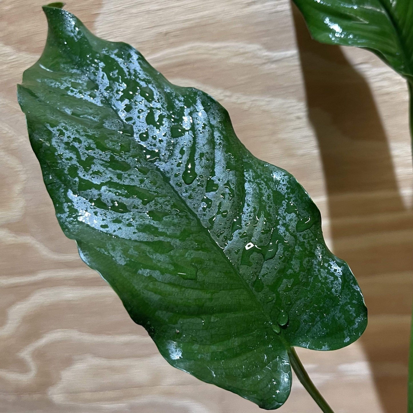 Pisces Enterprises 5cm Pot Anubias Emerald Heart 5cm Pot Anubias Barteri 5cm Pot - Aquarium Plants Australia