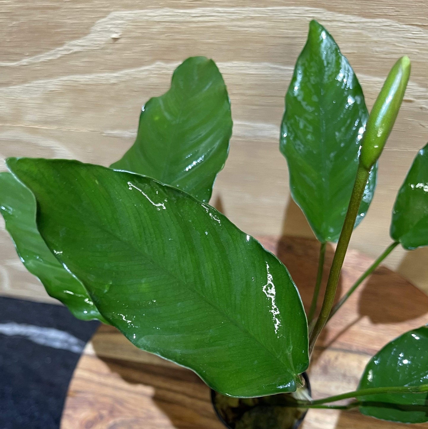 Pisces Enterprises 5cm Pot Anubias 'Isabelle' 5cm Pot Anubias Barteri 5cm Pot - Aquarium Plants Australia