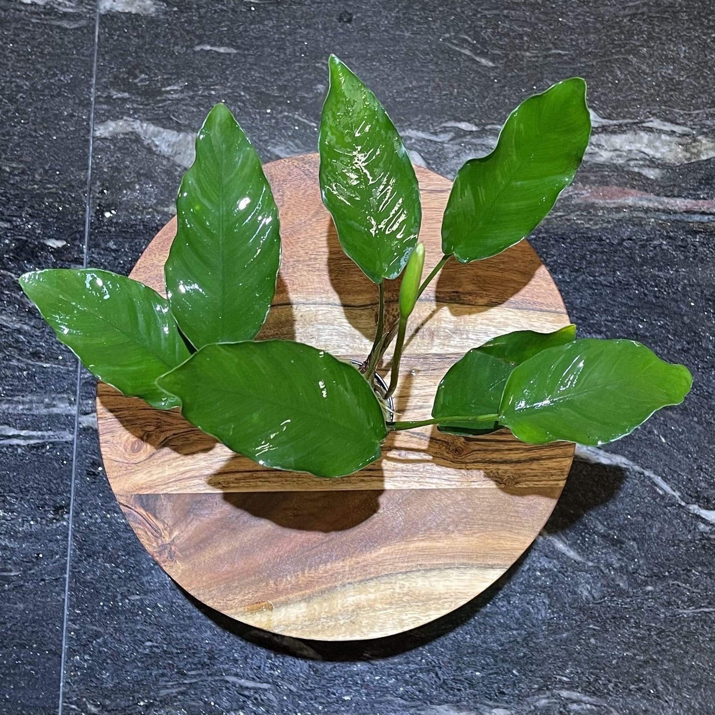 Pisces Enterprises 5cm Pot Anubias 'Isabelle' 5cm Pot Anubias Barteri 5cm Pot - Aquarium Plants Australia