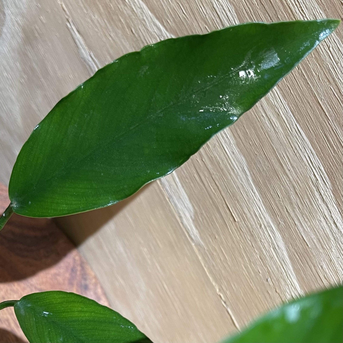 Pisces Enterprises 5cm Pot Anubias 'Lisa' 5cm Pot Anubias Barteri 5cm Pot - Aquarium Plants Australia