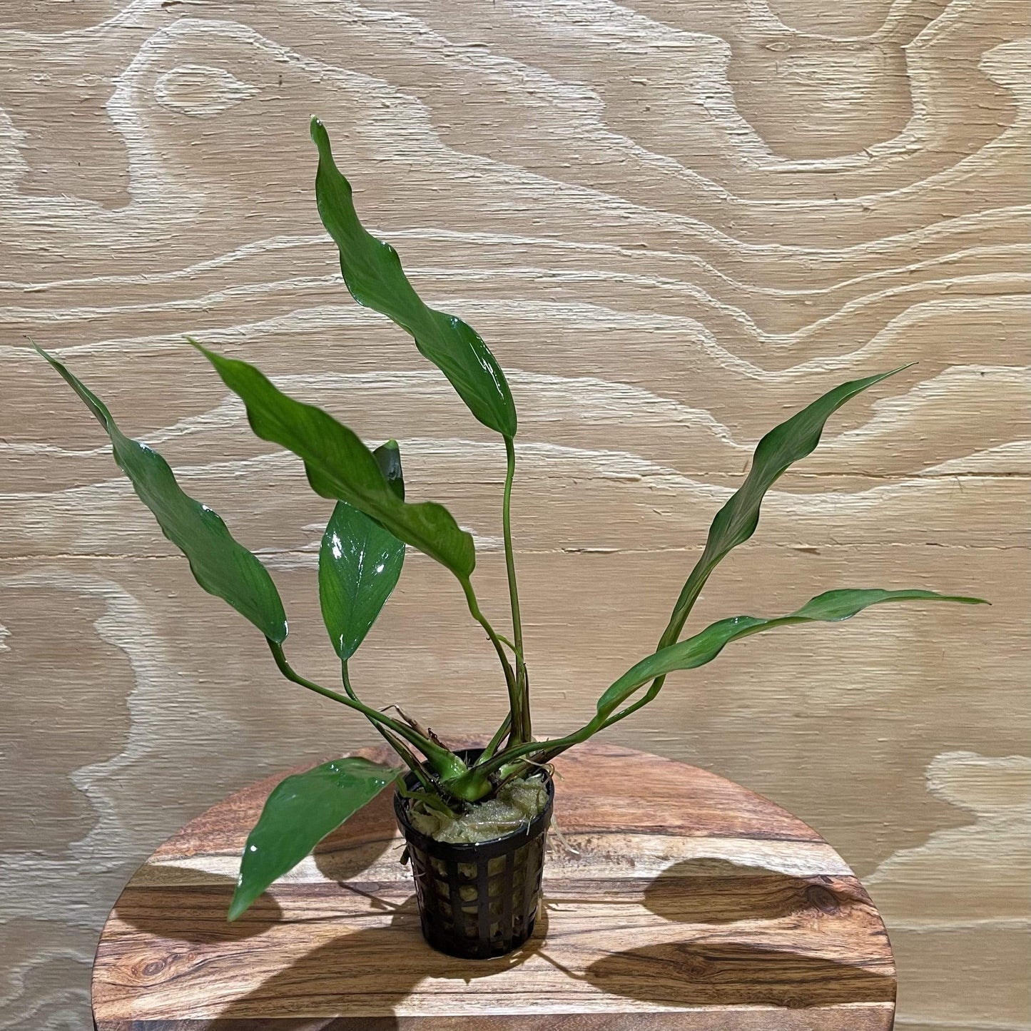 Pisces Enterprises 5cm Pot Anubias 'Lisa' 5cm Pot Anubias Barteri 5cm Pot - Aquarium Plants Australia