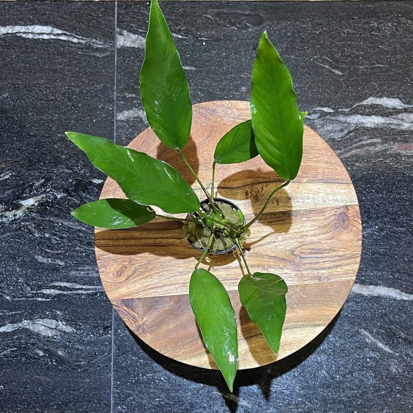 Pisces Enterprises 5cm Pot Anubias 'Lisa' 5cm Pot Anubias Barteri 5cm Pot - Aquarium Plants Australia