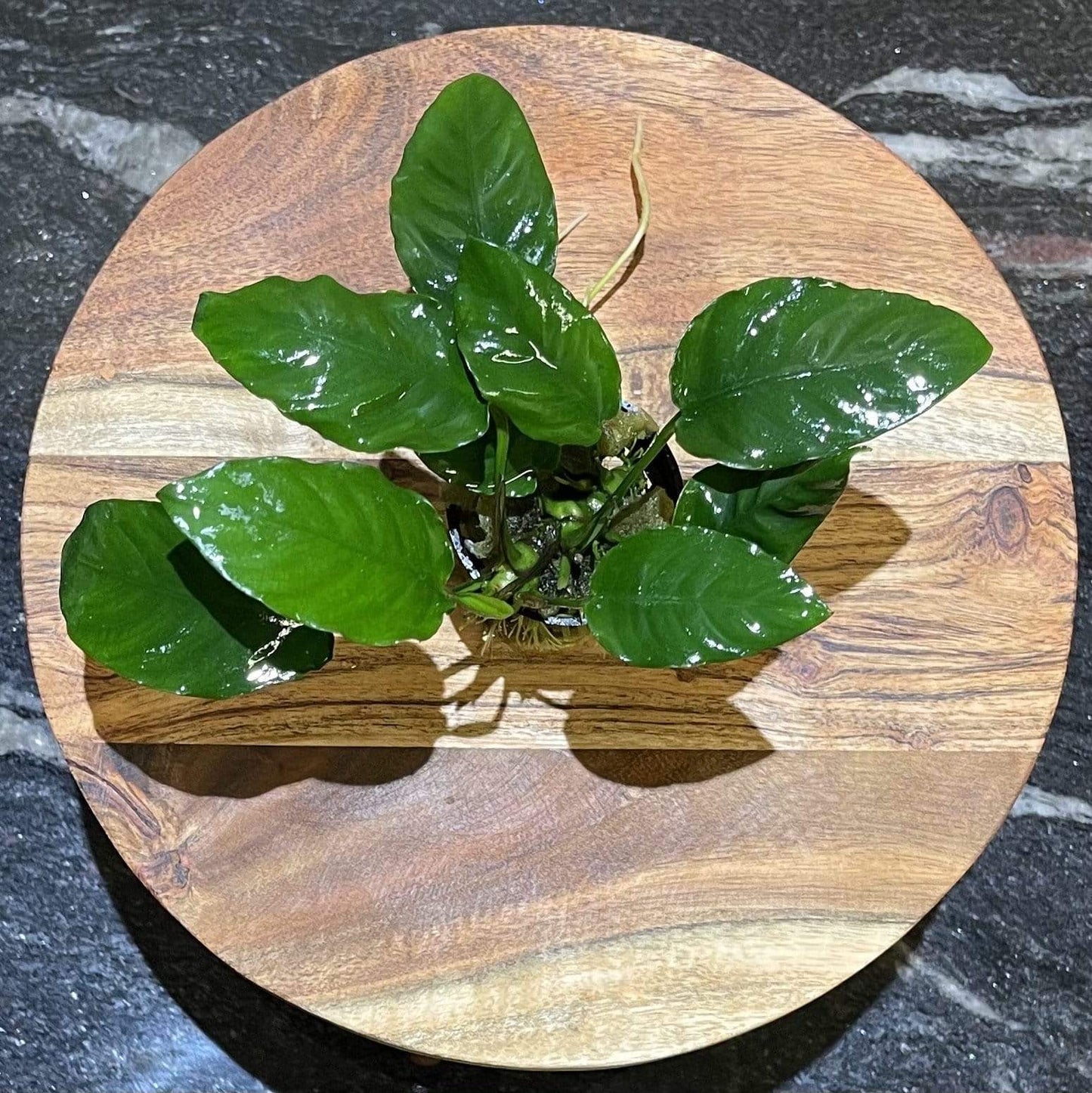 Pisces Enterprises 5cm Pot Anubias Paco 5cm Pot Anubias Paco 5cm Pot - Aquarium Plants Australia