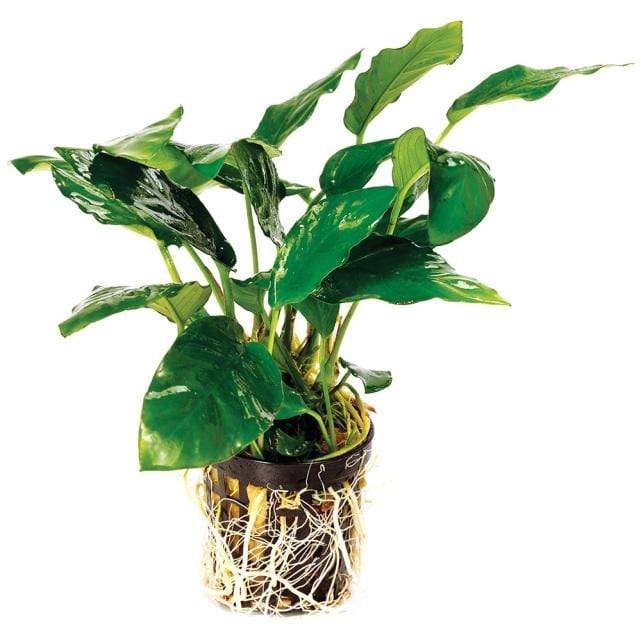 Pisces Enterprises 5cm Pot Anubias Paco 5cm Pot Anubias Paco 5cm Pot - Aquarium Plants Australia