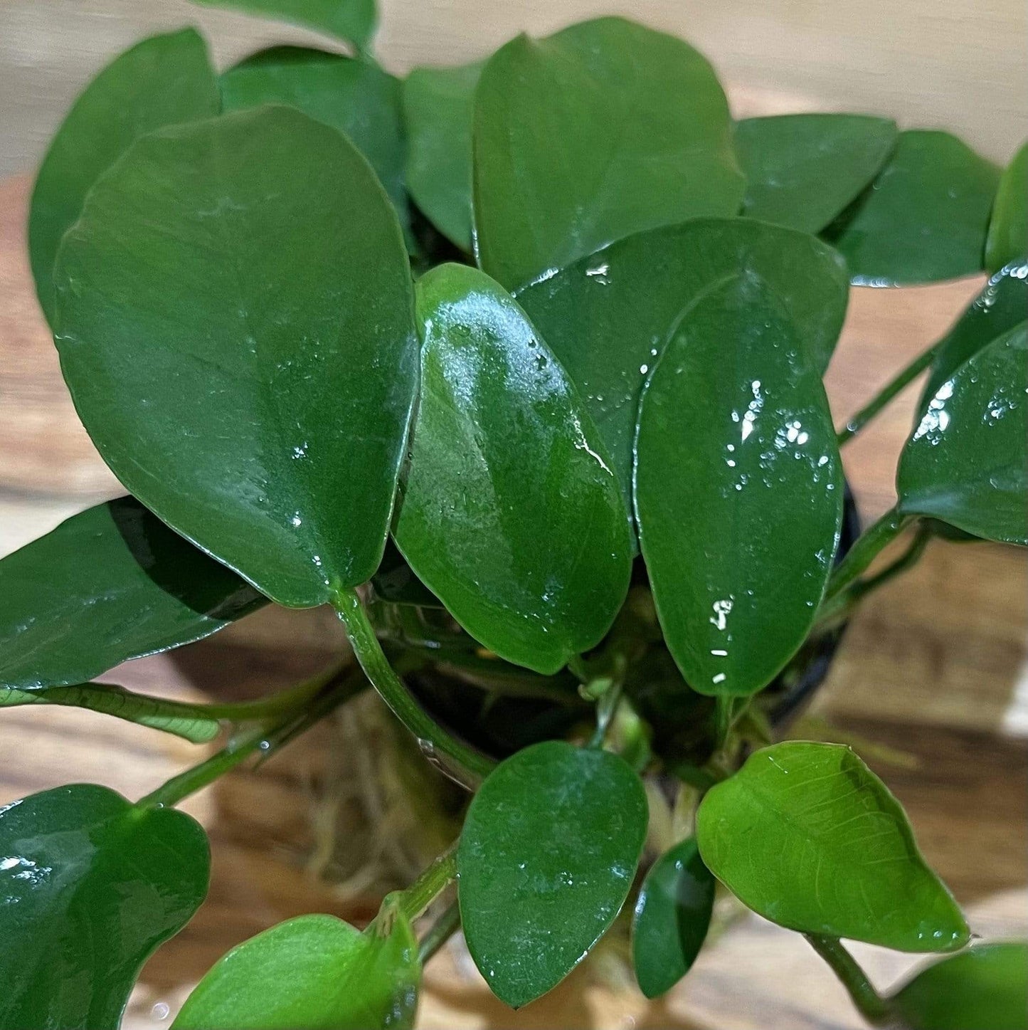 Pisces Enterprises 5cm Pot Anubias Petite Emerald Heart 5cm Pot Anubias Barteri 5cm Pot - Aquarium Plants Australia