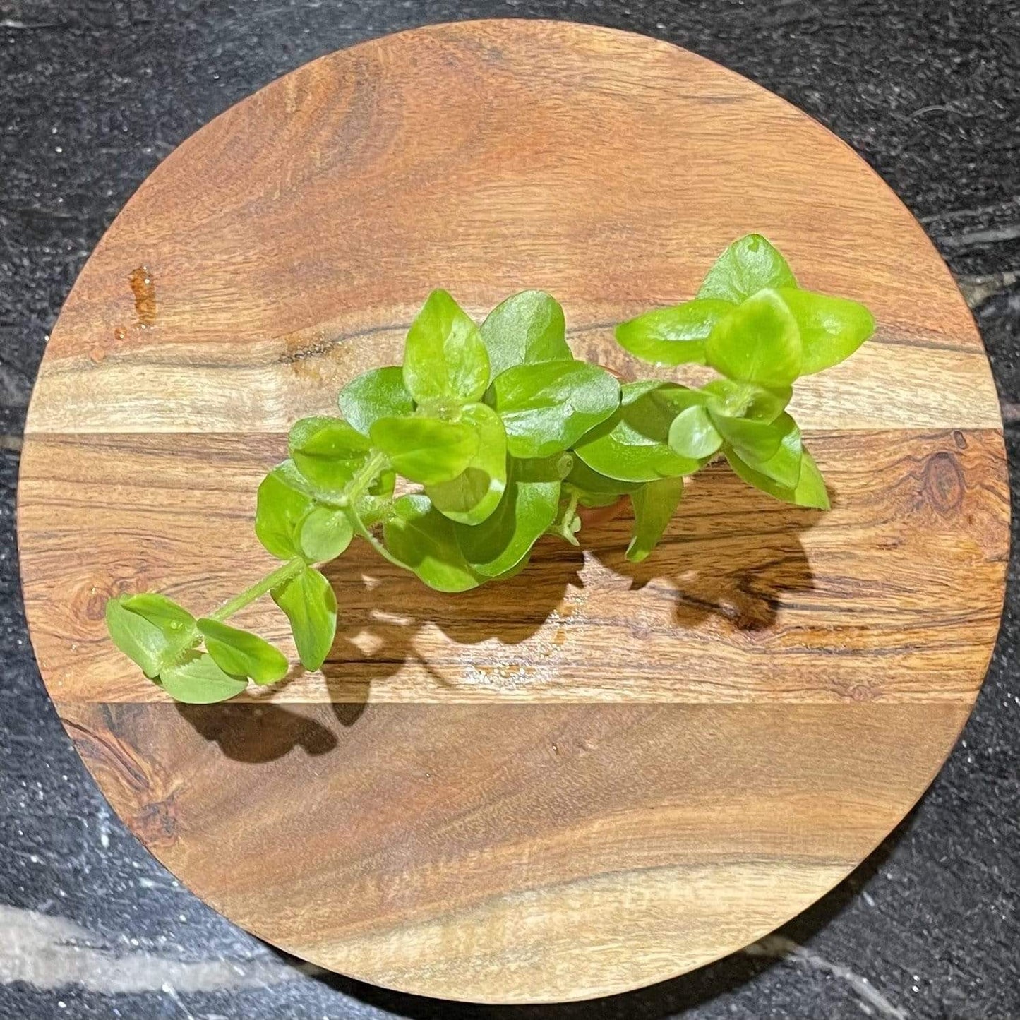 Pisces Enterprises 5cm Pot Bacopa 3cm Terracotta Pot