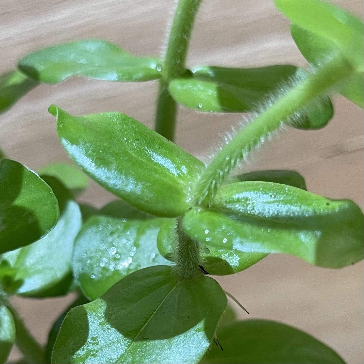 Pisces Enterprises 5cm Pot Bacopa 5cm Pot