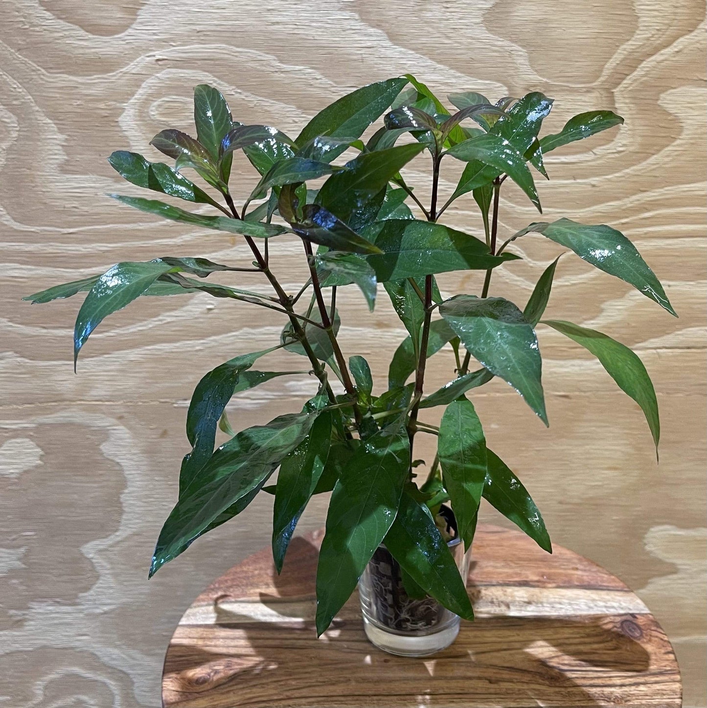 Pisces Enterprises 5cm Pot Blue Stricta 5cm Pot