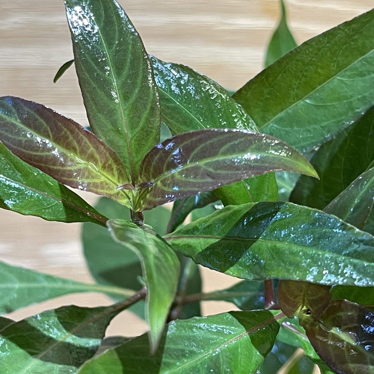 Pisces Enterprises 5cm Pot Blue Stricta 5cm Pot