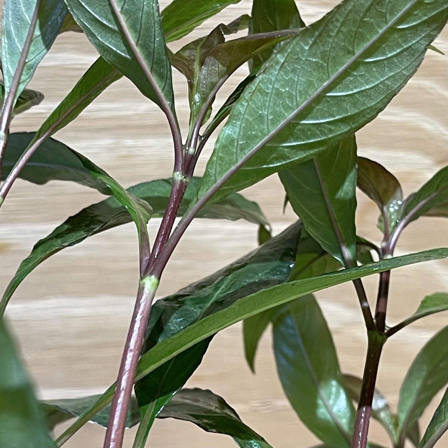 Pisces Enterprises 5cm Pot Blue Stricta 5cm Pot