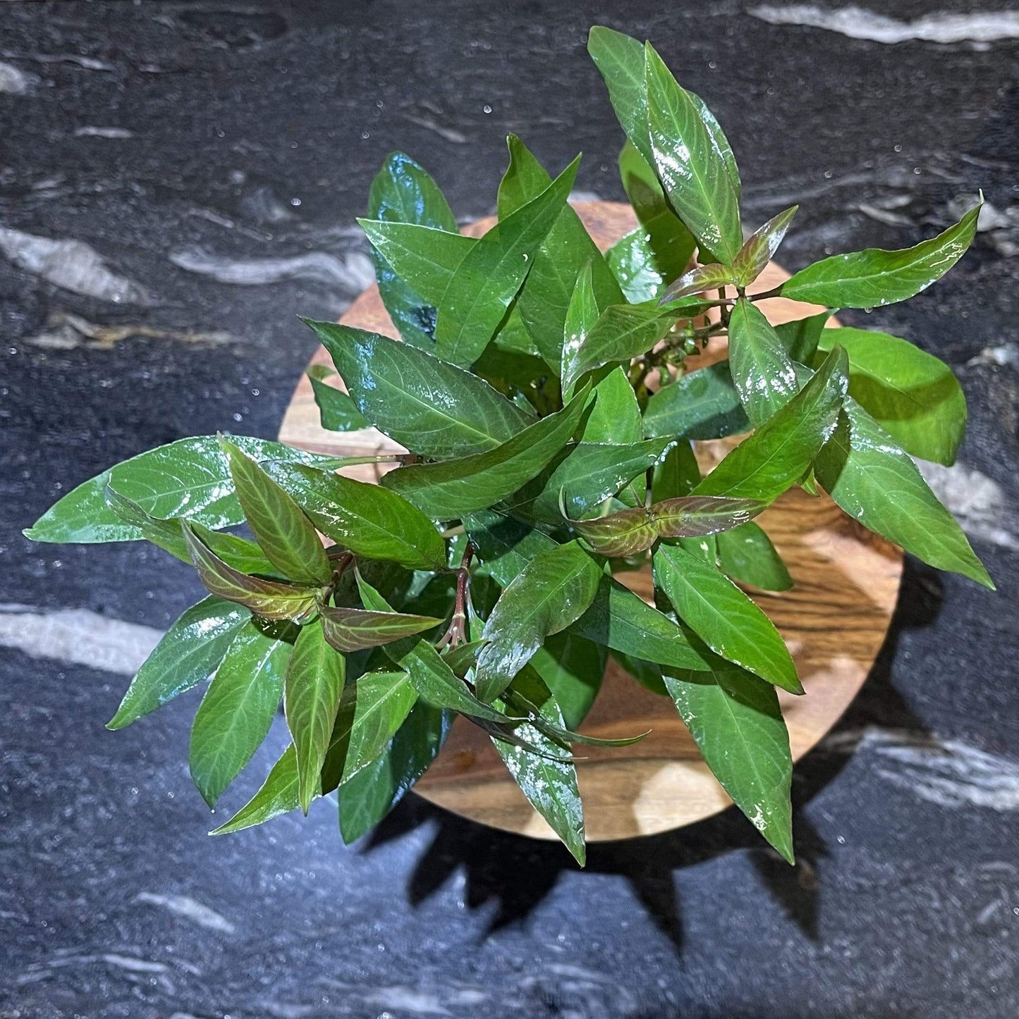 Pisces Enterprises 5cm Pot Blue Stricta 5cm Pot