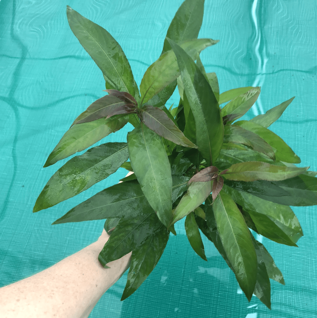 Pisces Enterprises 5cm Pot Blue Stricta 5cm Pot