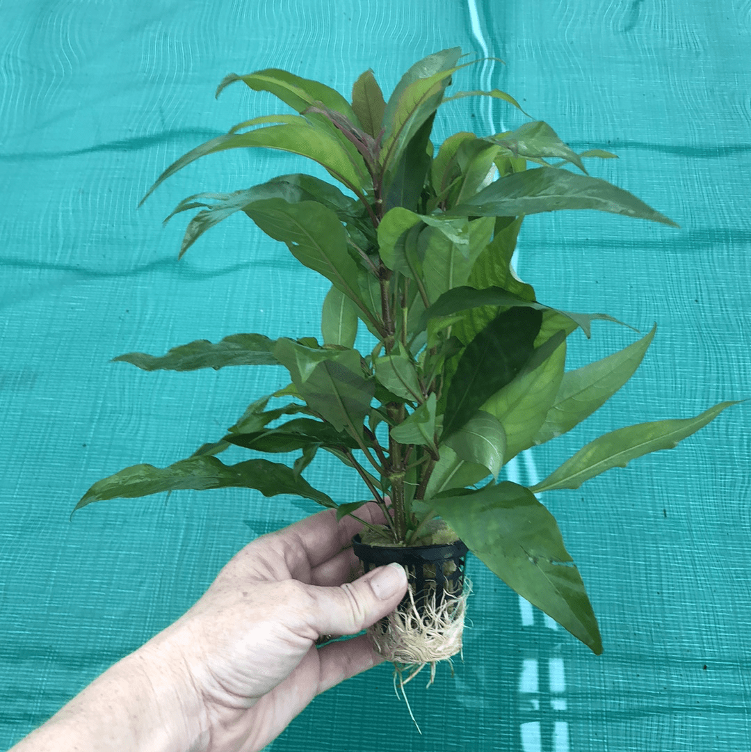 Pisces Enterprises 5cm Pot Blue Stricta 5cm Pot