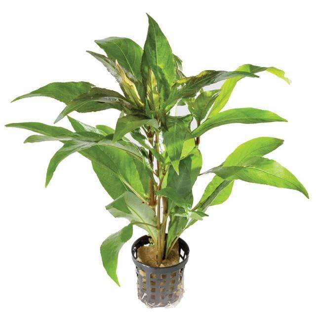 Pisces Enterprises 5cm Pot Blue Stricta 5cm Pot