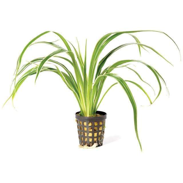Pisces Enterprises 5cm Pot Chlorophytum 5cm Pot