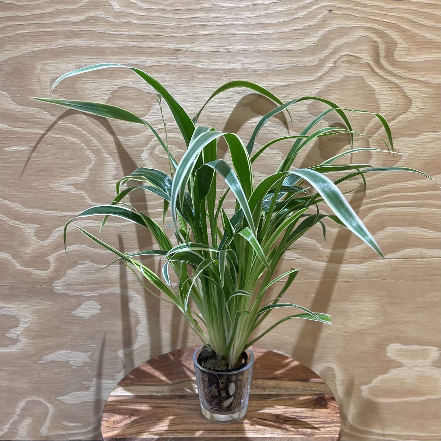 Pisces Enterprises 5cm Pot Chlorophytum 5cm Pot