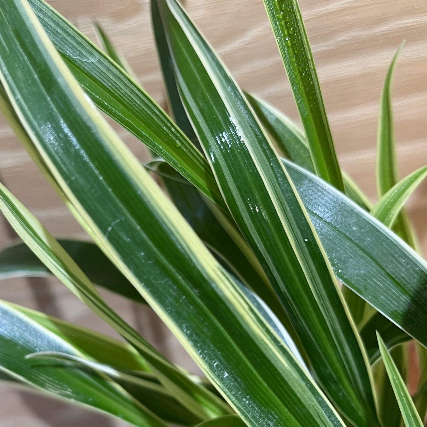 Pisces Enterprises 5cm Pot Chlorophytum 5cm Pot