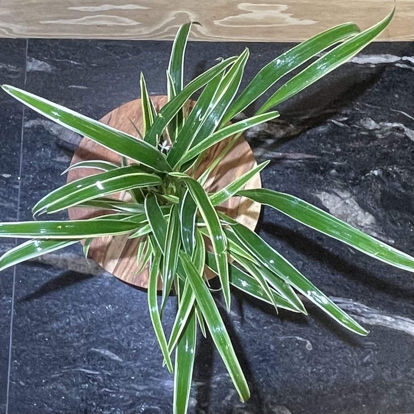 Pisces Enterprises 5cm Pot Chlorophytum 5cm Pot