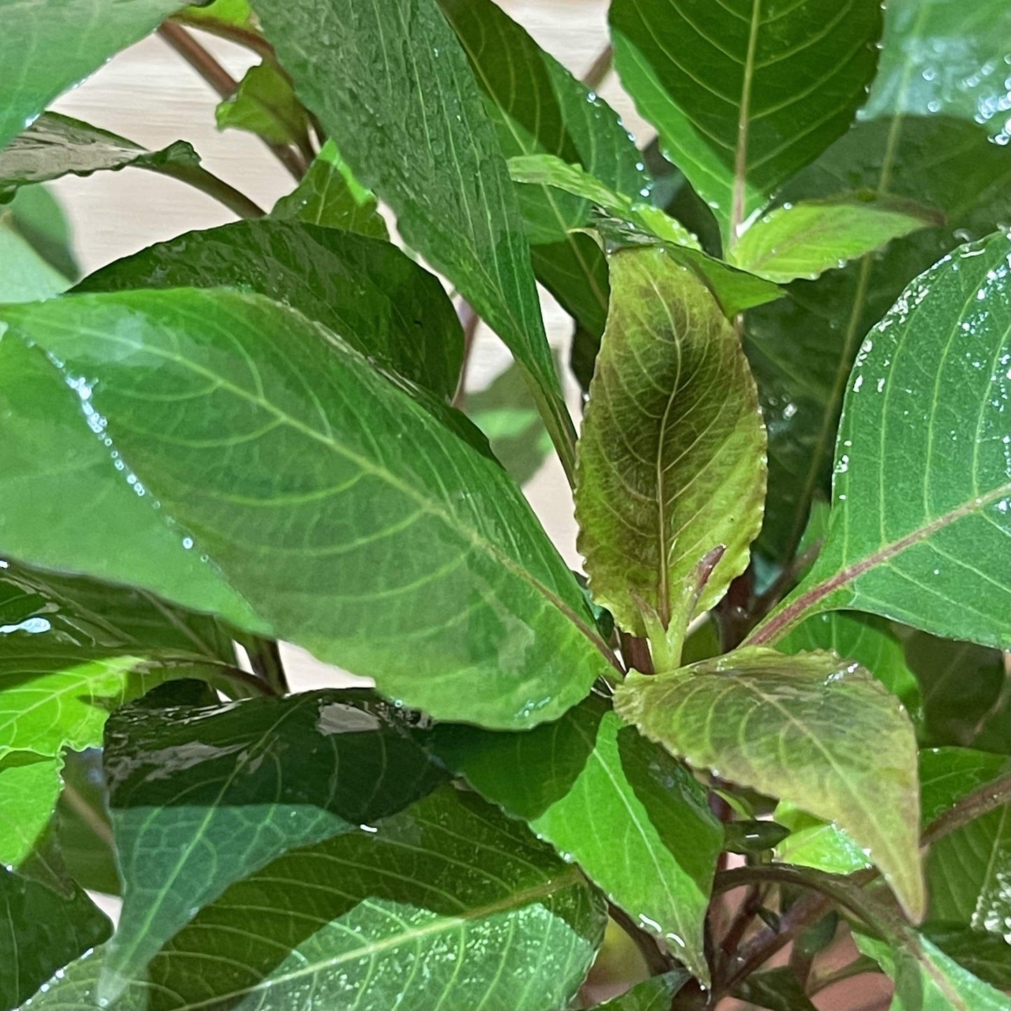 Pisces Enterprises 5cm Pot Corymbosa 5cm pot