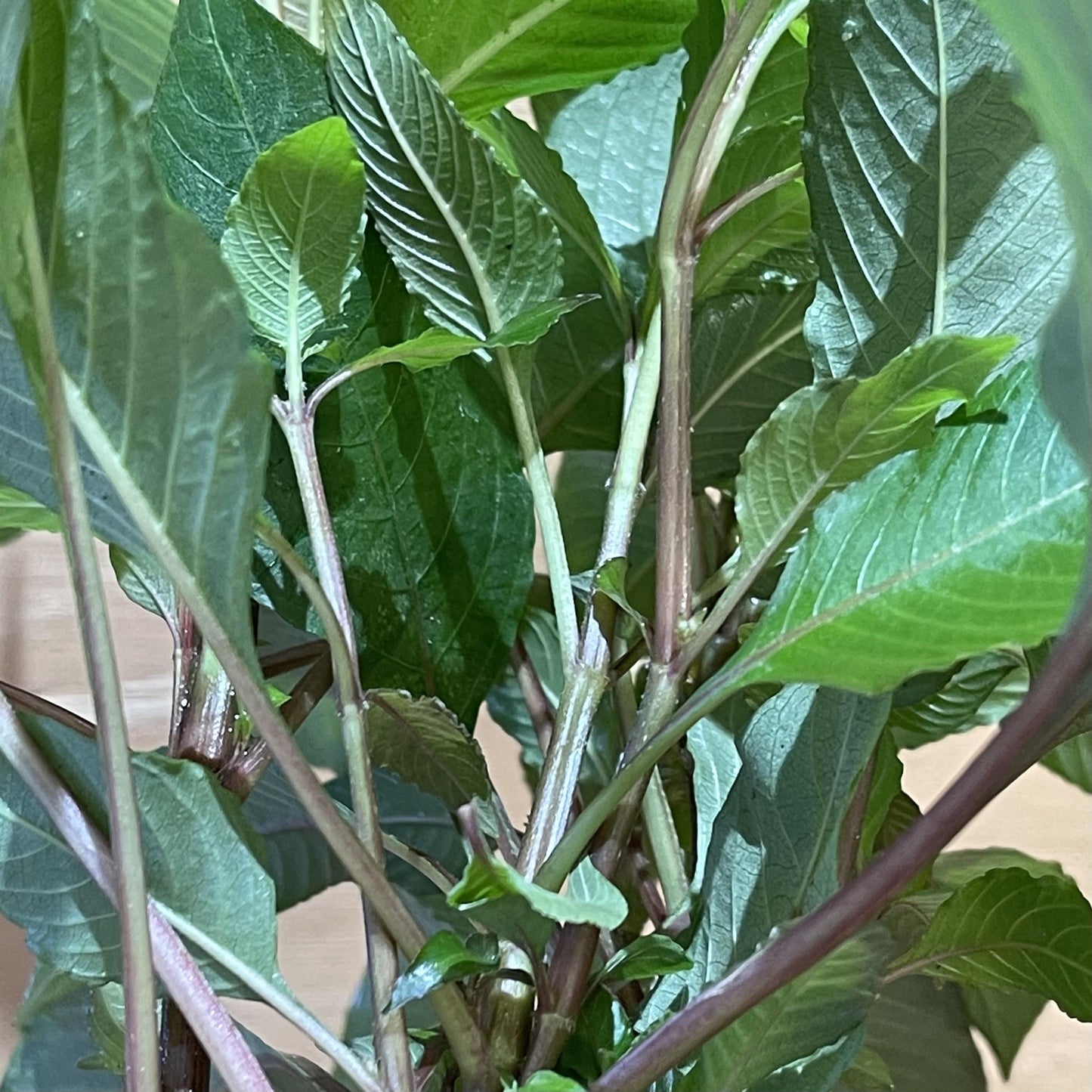 Pisces Enterprises 5cm Pot Corymbosa 5cm pot