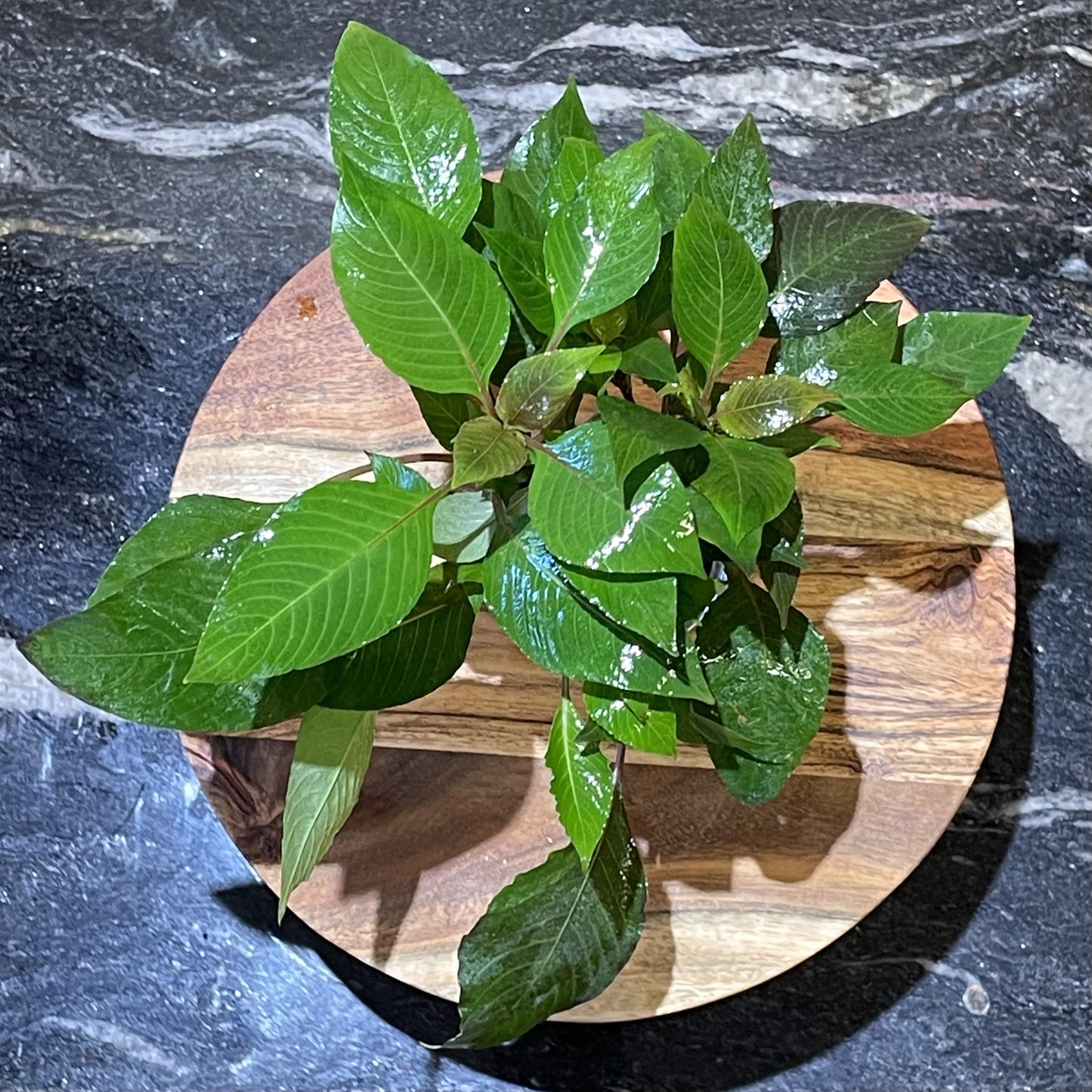 Pisces Enterprises 5cm Pot Corymbosa 5cm pot