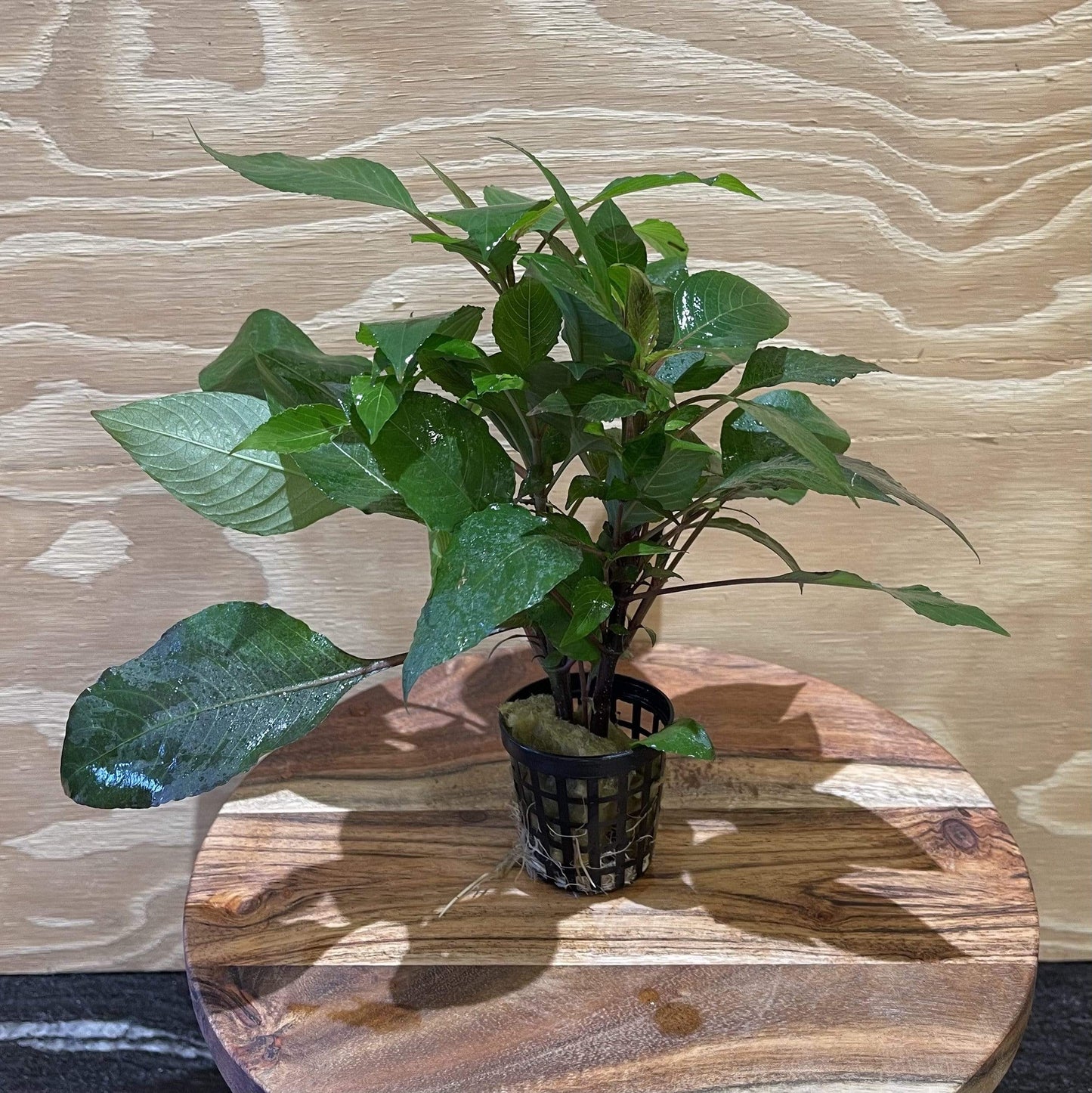 Pisces Enterprises 5cm Pot Corymbosa 5cm pot